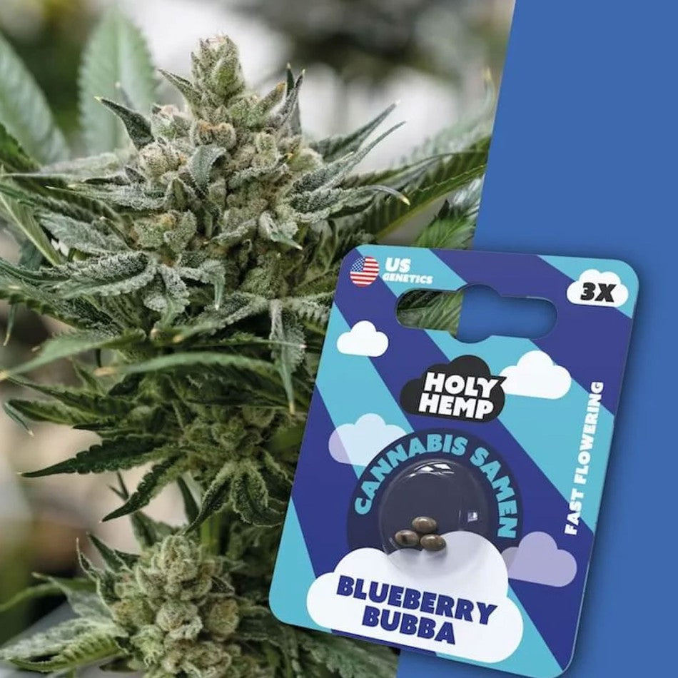 HolyHemp Cannabissamen Blueberry Bubba 3 Stück