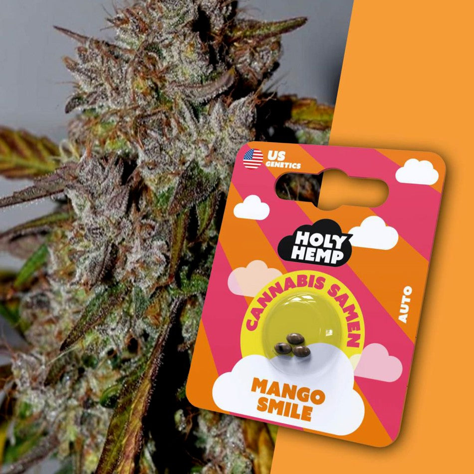 HolyHemp Cannabissamen Mango Smile 3 Stück