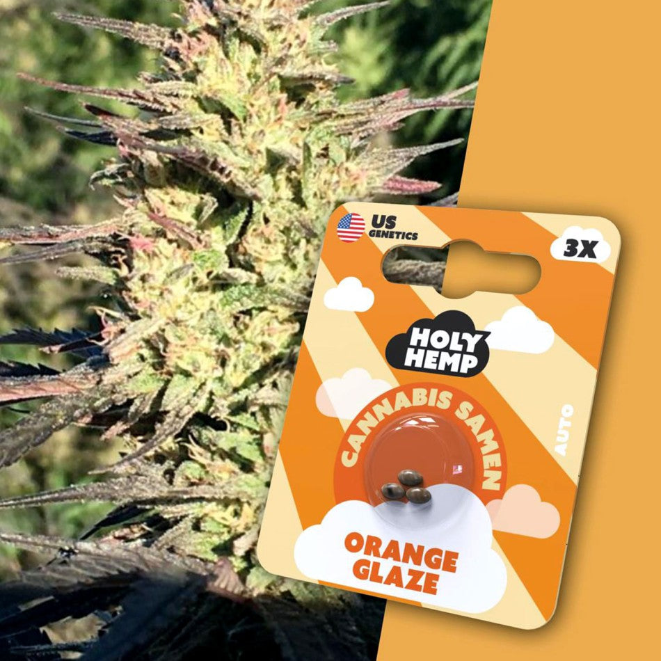 HolyHemp Cannabissamen Orange Glaze 3 Stück