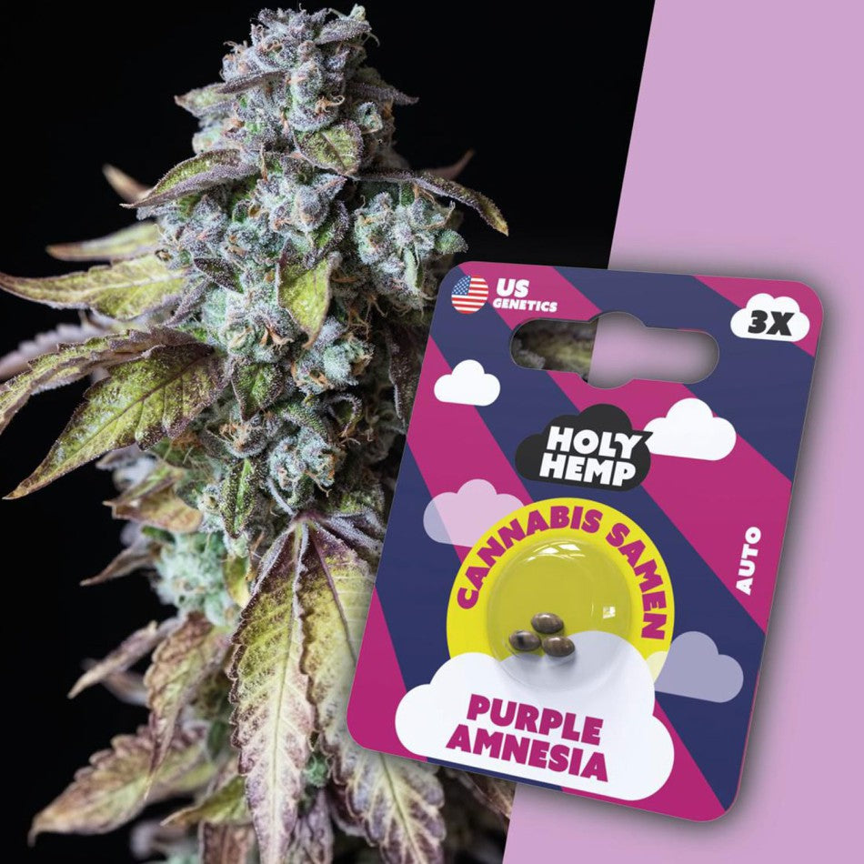 HolyHemp Cannabissamen Purple Amnesia 3 Stück