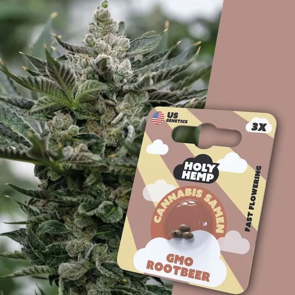 HolyHemp Cannabissamen US GMO Rootbeer 3 Stück